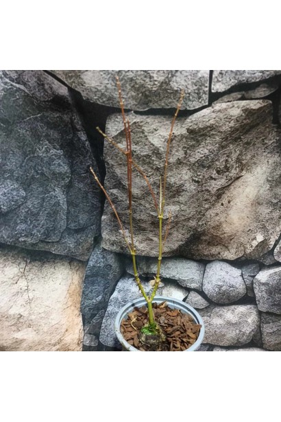 Клен Ліоші в горшку зимою (Acer palmatum ’Iyoshi’).